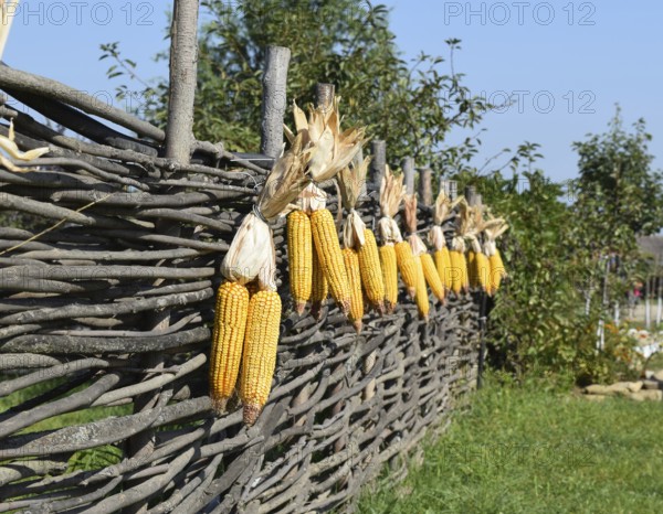 Hanging ears of yellow corn. Taman, Krasnodar Krai, Russia