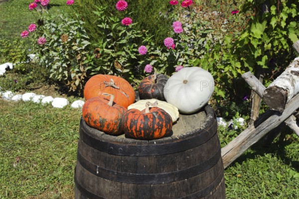 Multicolored pumpkins on a wooden barrel. Taman, Krasnodar Krai, Russia