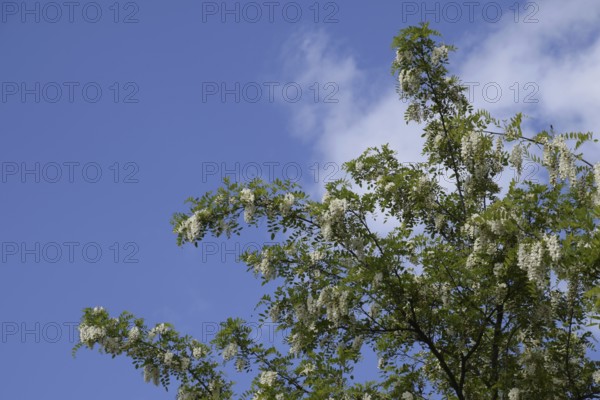 Flowering acacia white grapes. Taman, Krasnodar Krai, Russia