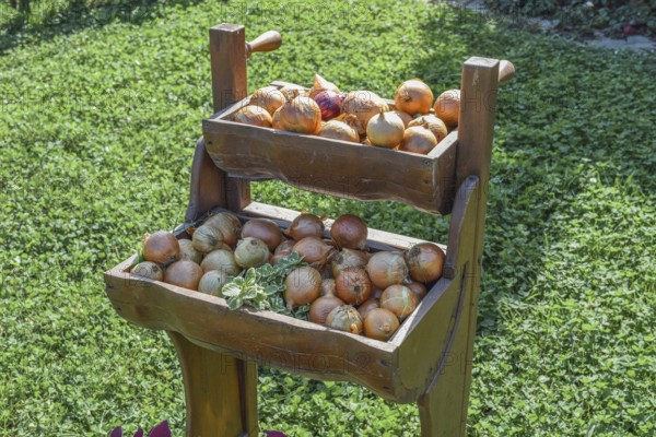 The bulbs of onions in shelves cells. Taman, Krasnodar Krai, Russia