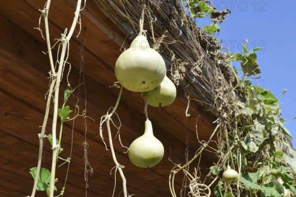 The fruits of bottle gourd. Growing tropical pumpkin. Taman, Krasnodar Krai, Russia