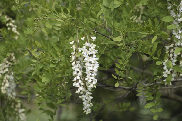 Flowering acacia white grapes. Taman, Krasnodar Krai, Russia