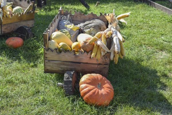 Ripe pumpkins in a cart. Taman, Krasnodar Krai, Russia