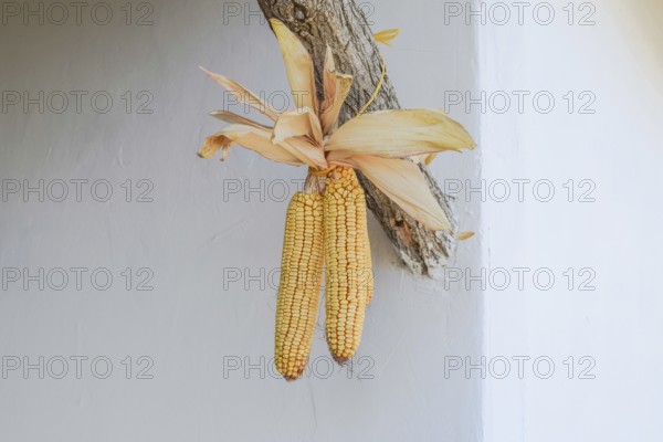 Hanging ears of yellow corn. Taman, Krasnodar Krai, Russia