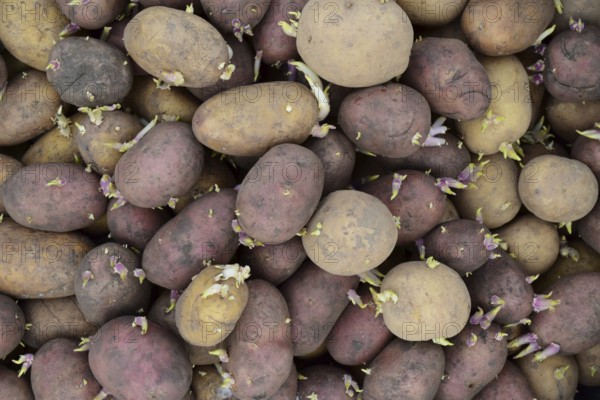 Germinated seed potatoes. Atyrau, Kazakhstan