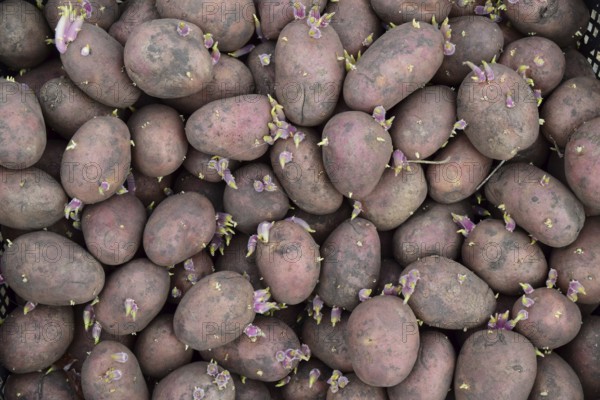 Germinated seed potatoes. Atyrau, Kazakhstan