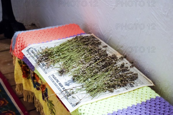 Harvesting and drying medicinal herbs on a newspaper. Taman, Krasnodar Krai, Russia