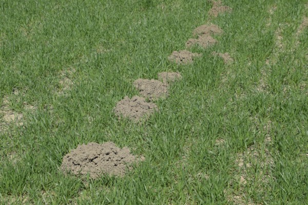The mounds of soil left by the mole. Atyrau, Kazakhstan