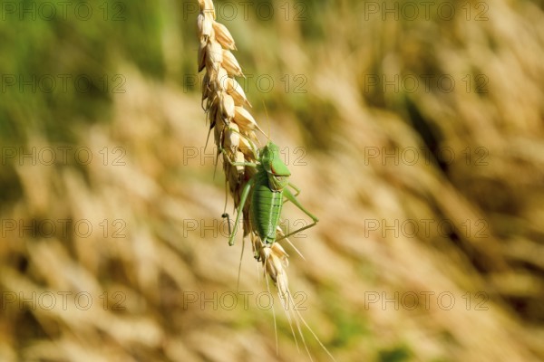 Isophia. Grasshopper is an isophy on a wheat spikelet. Atyrau, Kazakhstan