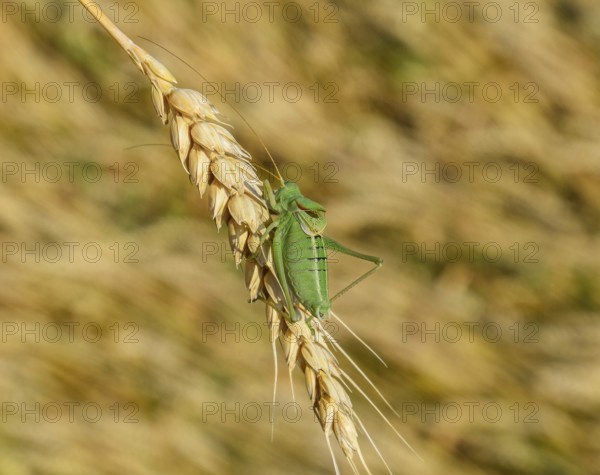 Isophia. Grasshopper is an isophy on a wheat spikelet. Atyrau, Kazakhstan