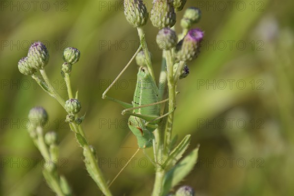 Isophya on the stems of the tubercle. Atyrau, Kazakhstan