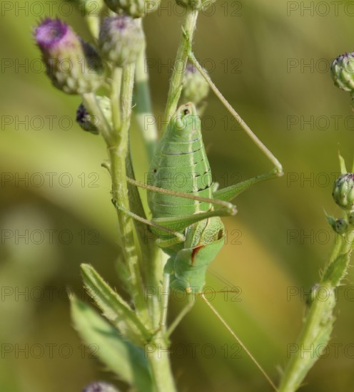 Isophya on the stems of the tubercle. Atyrau, Kazakhstan