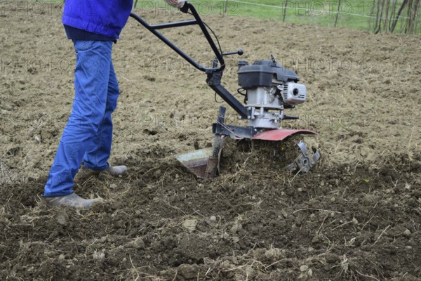 Planting potatoes under the walk-behind tractor. Atyrau, Kazakhstan