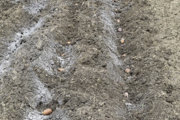 Planting potatoes in the garden. Atyrau, Kazakhstan