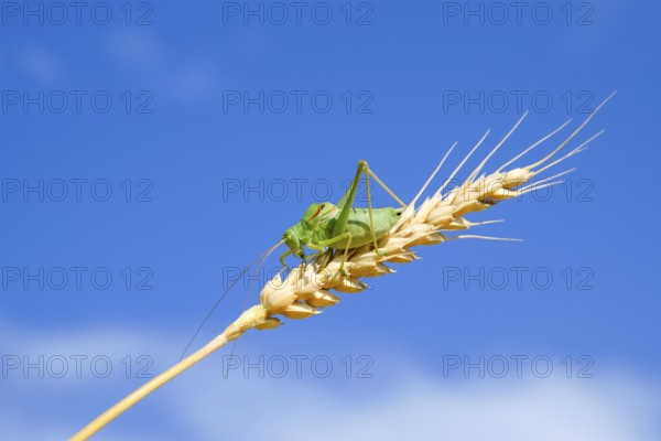 Isophia. Grasshopper is an isophy on a wheat spikelet. Atyrau, Kazakhstan