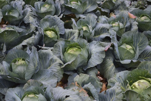Cabbage field. Atyrau, Kazakhstan