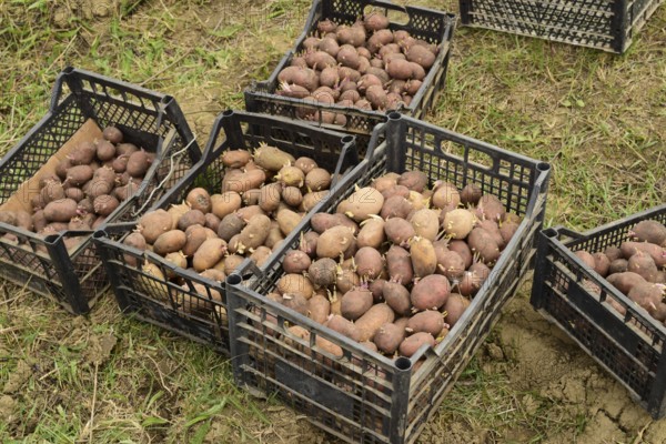 Boxes with potatoes. Atyrau, Kazakhstan