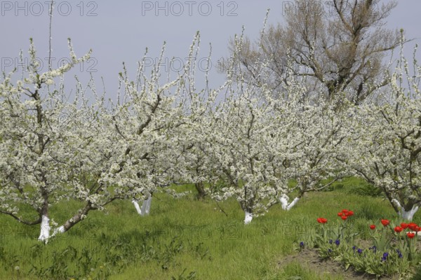 Flowering plum garden. Atyrau, Kazakhstan