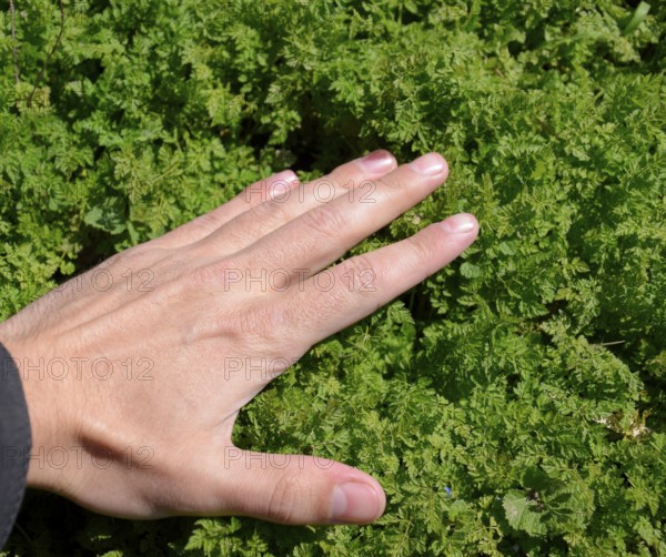 A hand is stroking the grass. Atyrau, Kazakhstan