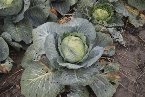 Cabbage field. Cultivation of cabbage in an open ground in the field. Atyrau, Kazakhstan