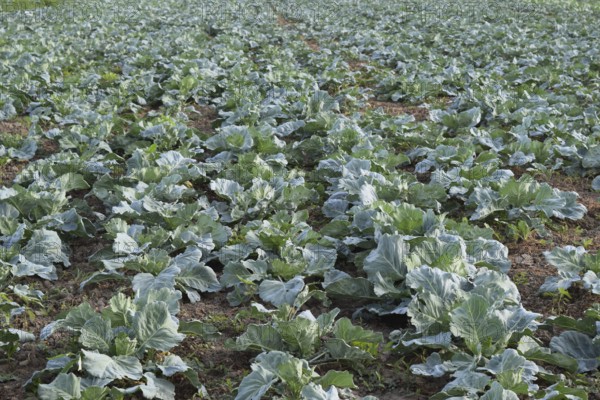 Cabbage field. Atyrau, Kazakhstan