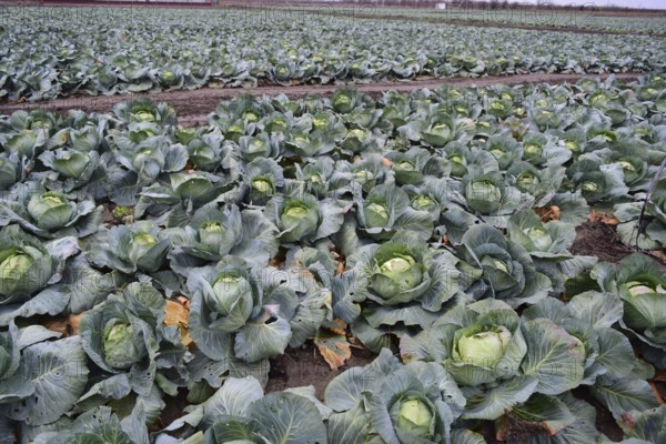 Cabbage field. Atyrau, Kazakhstan