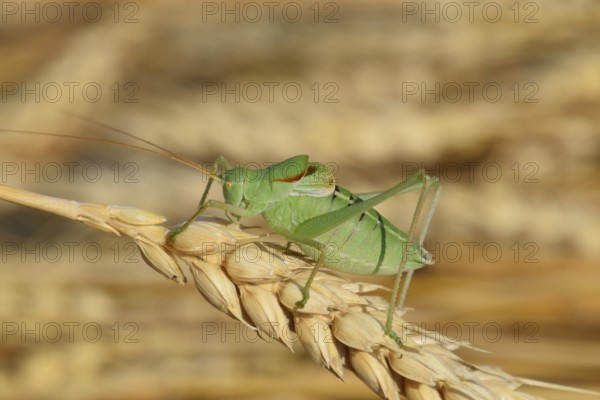 Isophia. Grasshopper is an isophy on a wheat spikelet. Atyrau, Kazakhstan