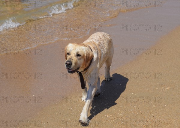 White dog on the beach. Golubitskaya, Russia