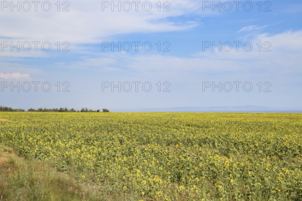 A field of sunflower near the sea. Sunflower growing in the field. Atyrau, Kazakhstan