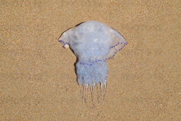 Jellyfish Rhizostoma root rope, thrown to the shore of the sea. Golubitskaya, Russia