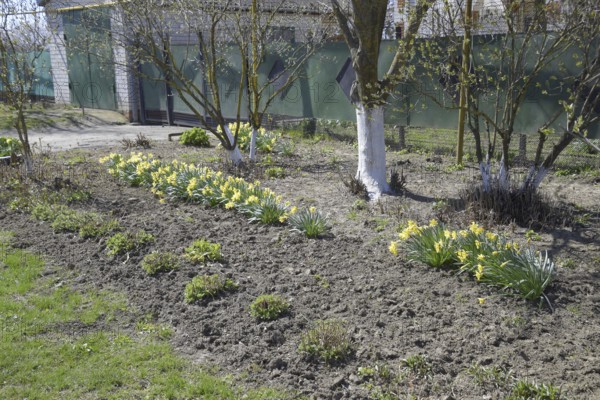 Flowers daffodil yellow. Atyrau, Kazakhstan