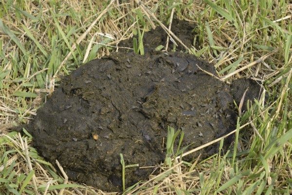A cow cake in the grass. Atyrau, Kazakhstan