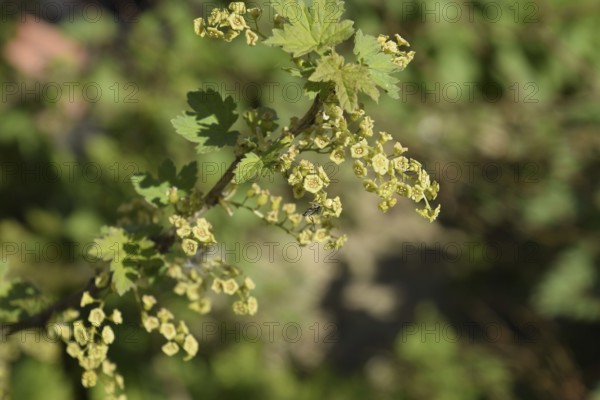 Flowers of red currant in spring on a stalk. Atyrau, Kazakhstan