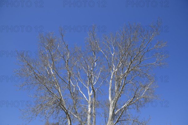 The branches of the poplar against the blue sky. Atyrau, Kazakhstan