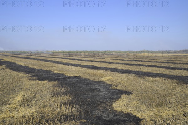 Burning track in paddy field. Atyrau, Kazakhstan