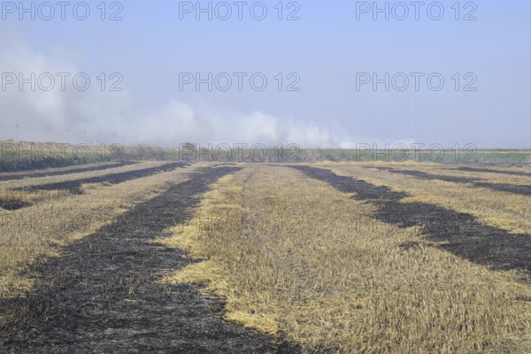 Burning track in paddy field. Atyrau, Kazakhstan