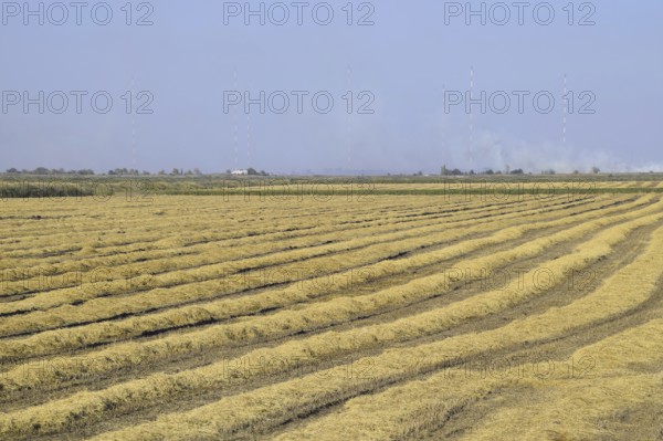 Harvesting rice in the fields. Atyrau, Kazakhstan