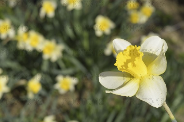 Flowers daffodil yellow. Atyrau, Kazakhstan