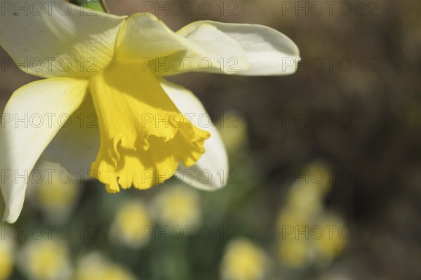 Flowers daffodil yellow. Atyrau, Kazakhstan