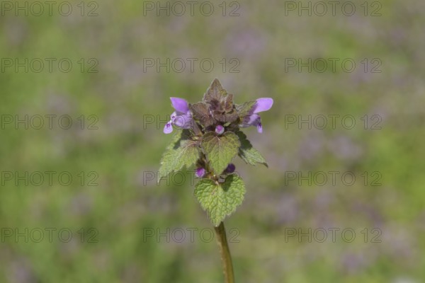 Lamium purpureum blooming in the garden. Atyrau, Kazakhstan