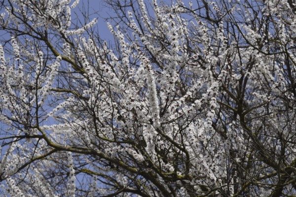 Blooming wild apricot in the garden. Atyrau, Kazakhstan