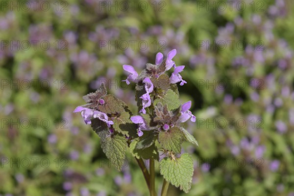 Lamium purpureum blooming in the garden. Atyrau, Kazakhstan