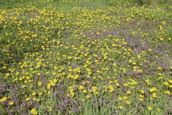 Flowering dandelions in the clearing. Atyrau, Kazakhstan