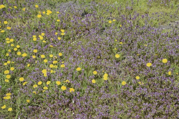 Flowers of dandelion. Atyrau, Kazakhstan