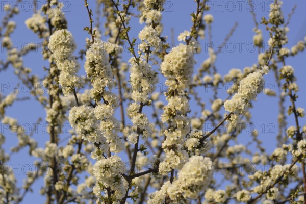 Prunus avium Flowering cherry. Atyrau, Kazakhstan