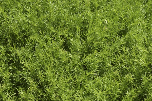 Young shoots of chamomile. Atyrau, Kazakhstan