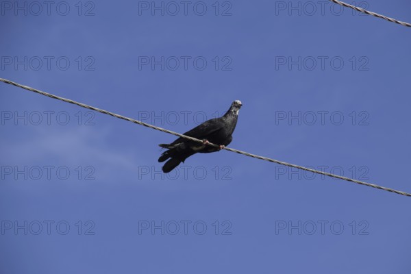 Home thoroughbred pigeon sits on a power line wire. Atyrau, Kazakhstan