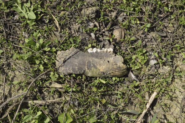 Jaw with teeth of a sheep. Atyrau, Kazakhstan