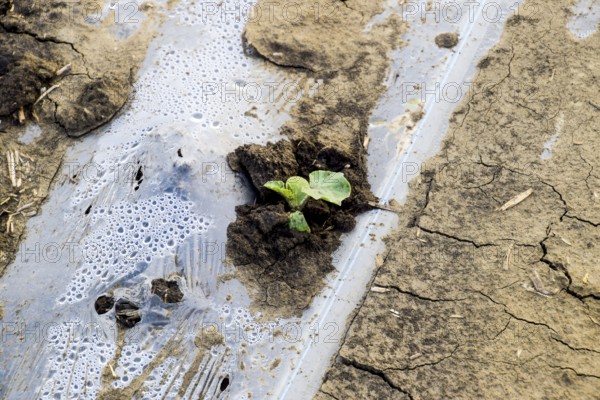 Watering system on the field of watermelons and melons. Atyrau, Kazakhstan