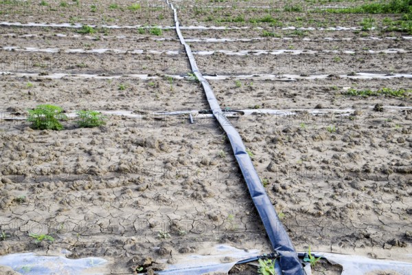 Watering system on the field of watermelons and melons. Atyrau, Kazakhstan